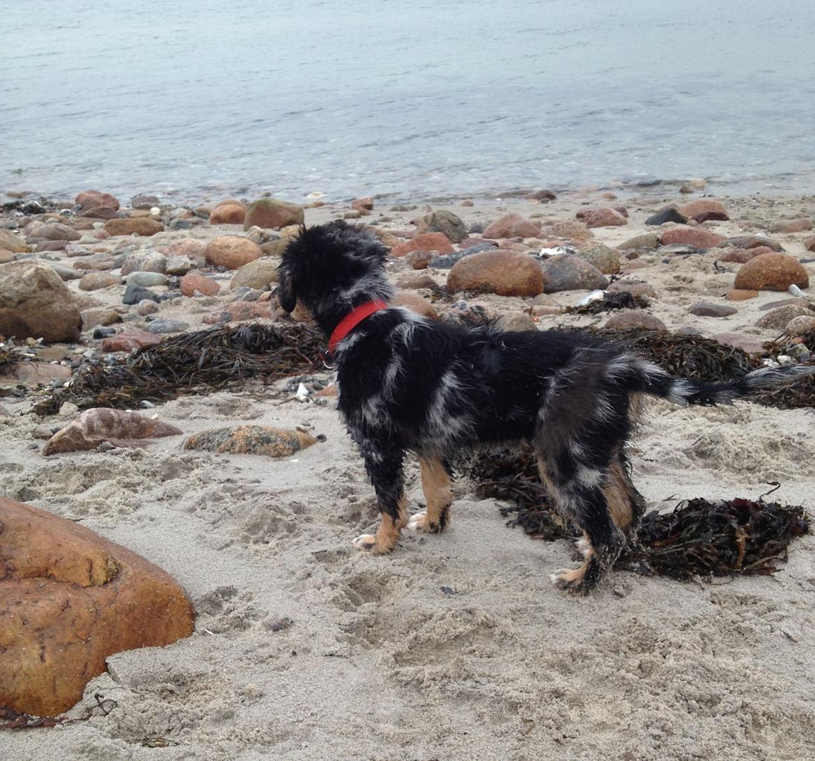 Blanding af racer Merci 6 år <3 - 12 uger gammel, ved stranden billede 17