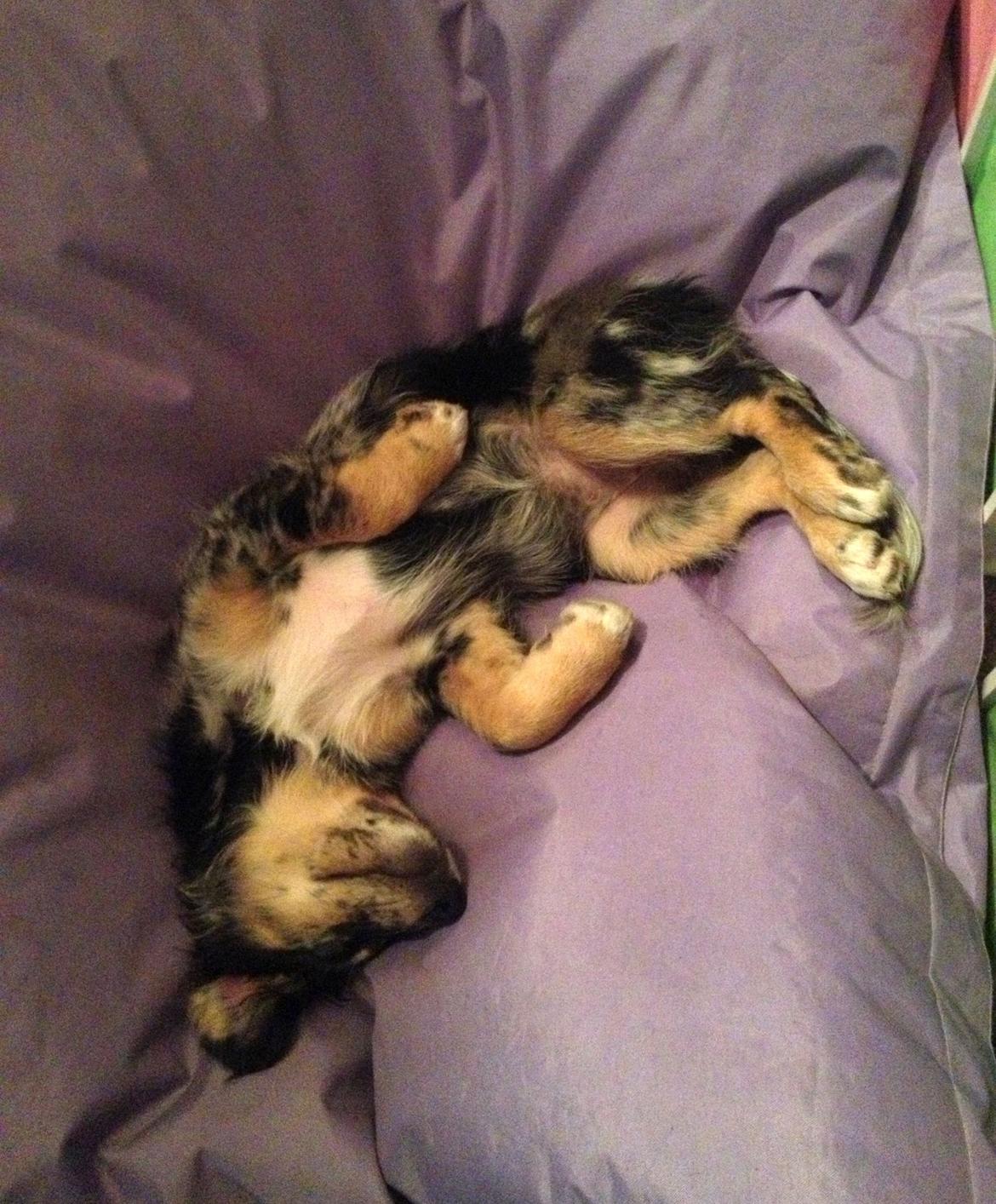 Blanding af racer Merci 6 år <3 - 12 uger gammel, elsker sin sækkestol billede 15