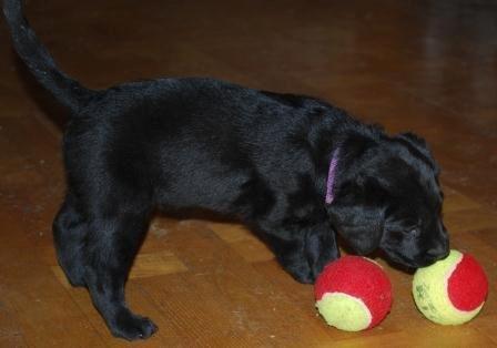 Labrador retriever Hillsbrook Katie billede 3