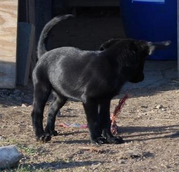 Labrador retriever Hillsbrook Katie billede 4