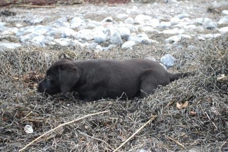 Labrador retriever Hillsbrook Katie billede 5