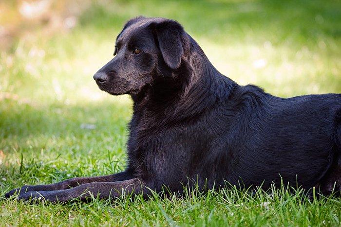 Blanding af racer Keiko billede 24