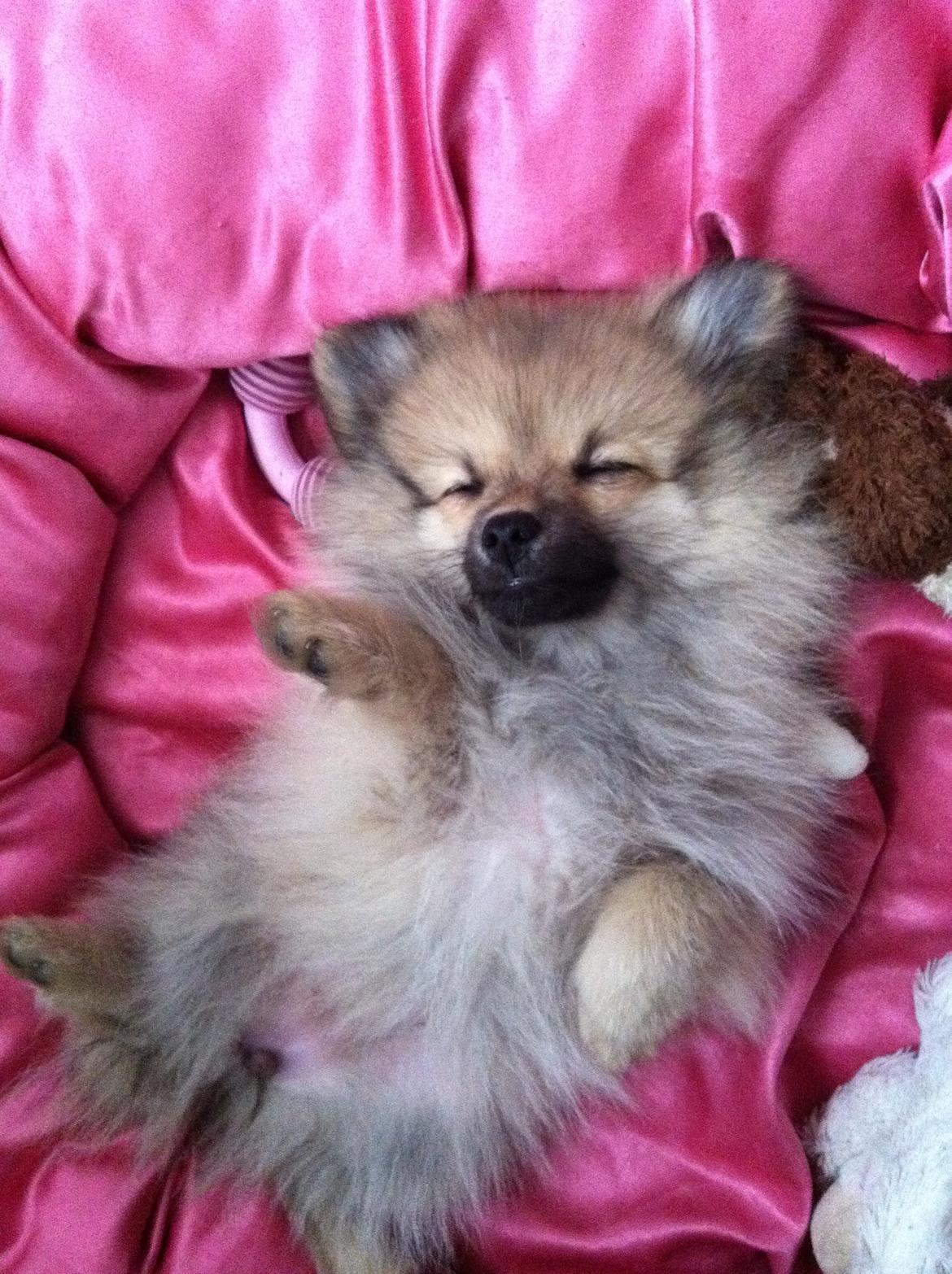 Pomeranian Rositta - Hvalpe lur billede 11