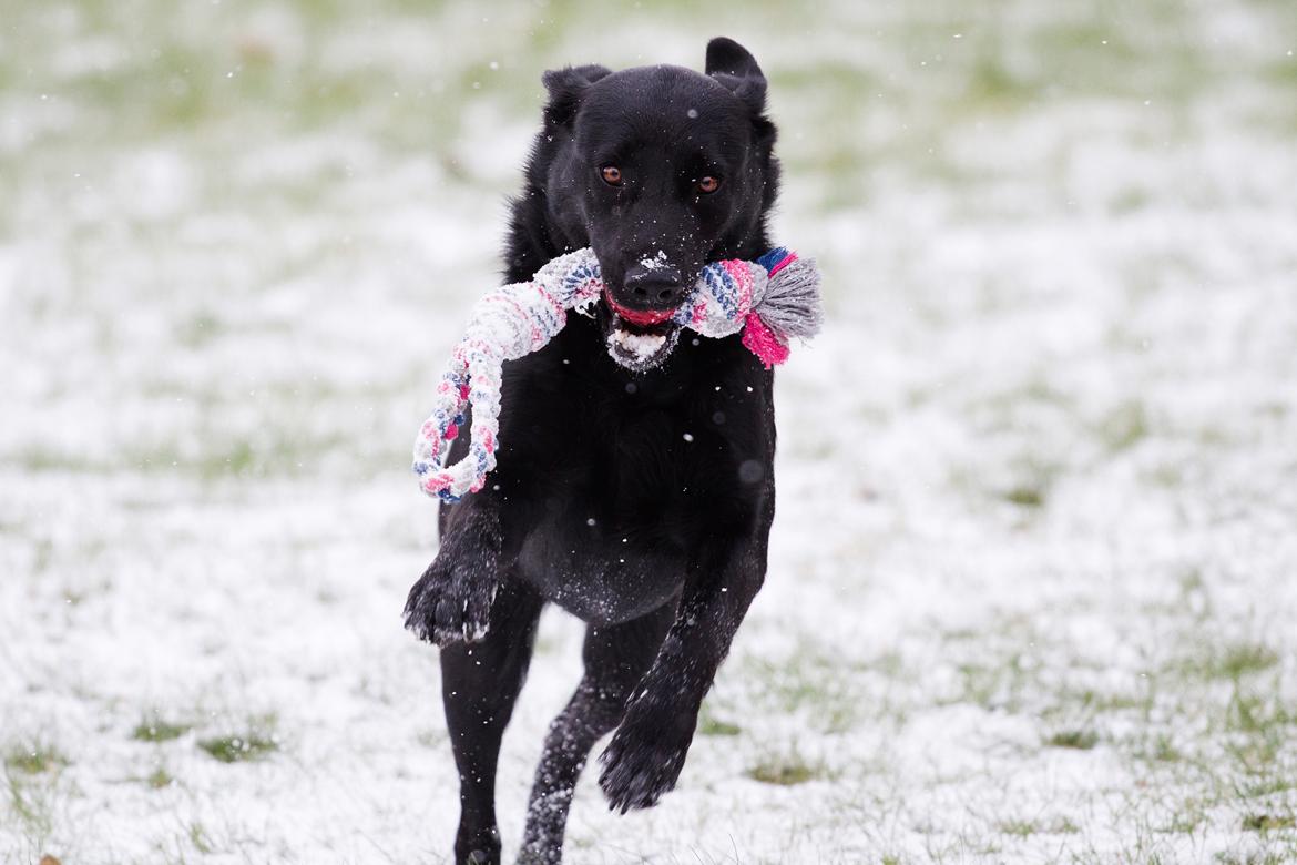 Blanding af racer Keiko billede 37