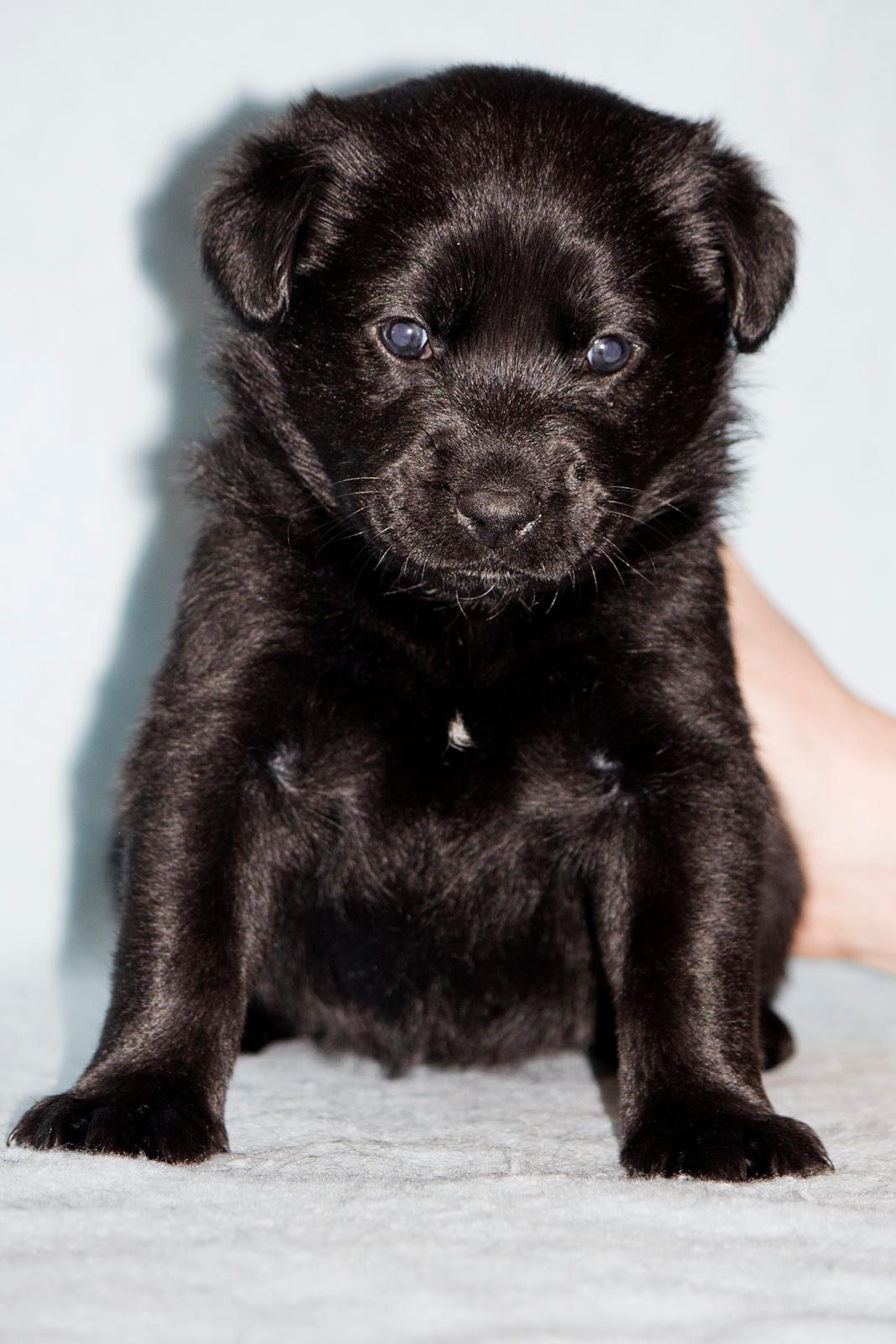 Blanding af racer Keiko - Keiko som hvalp billede 38