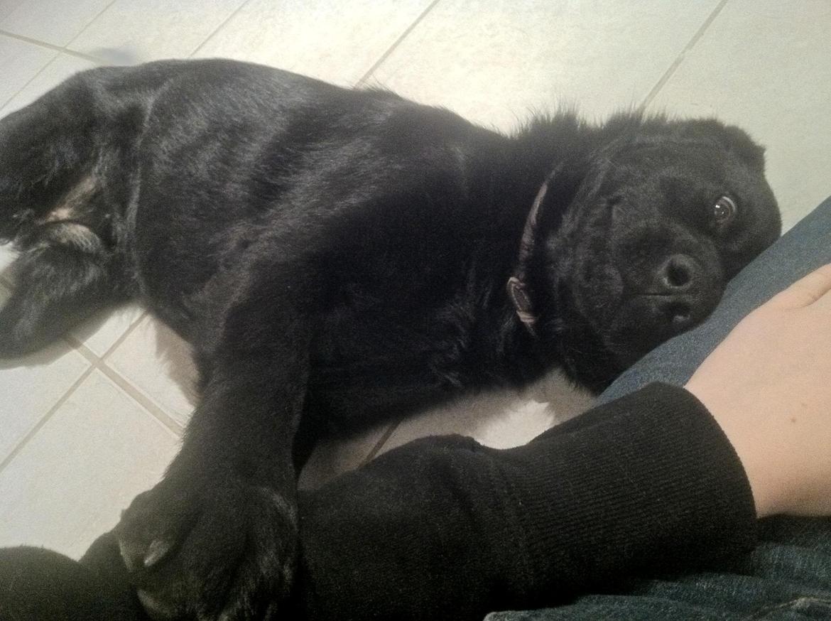 Blanding af racer Keiko - Kælepot (taget med mobiltelefon) billede 40