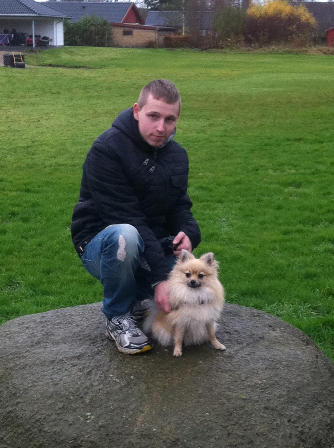 Pomeranian Rositta billede 3