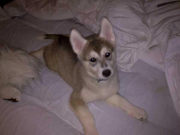 Siberian husky Kodi billede 2