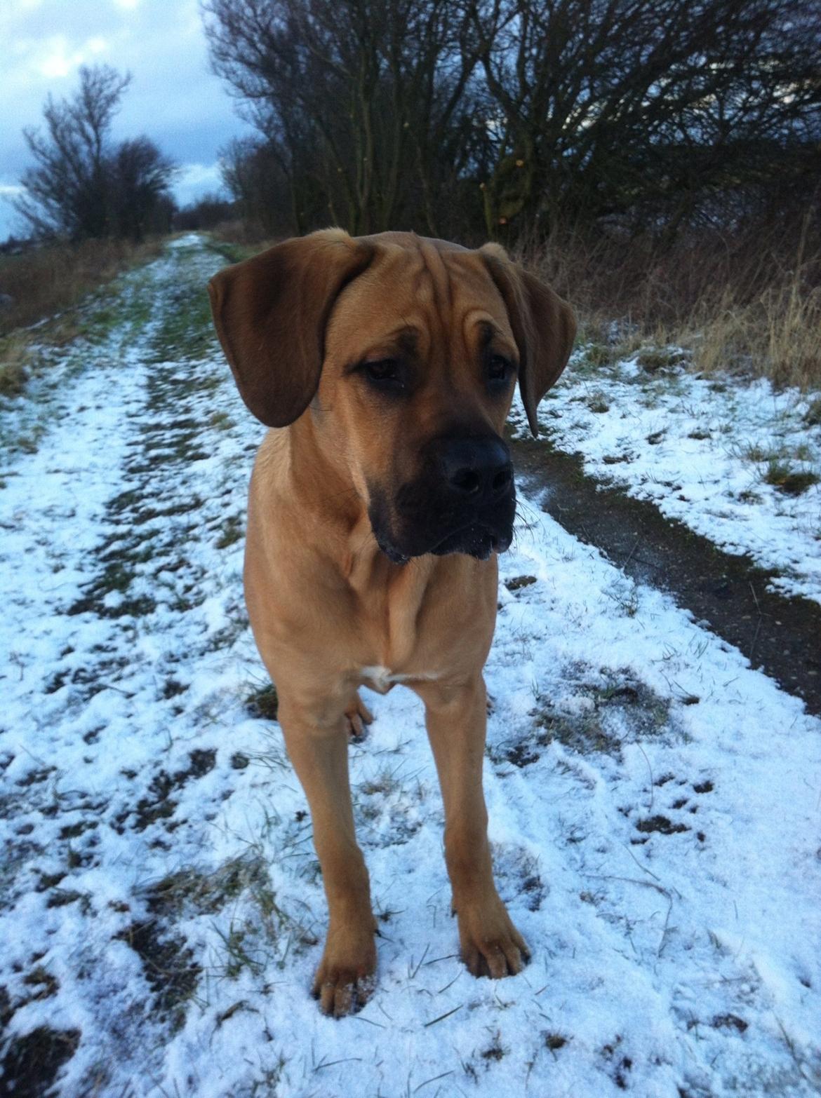Blanding af racer Tiko ~ himmelhund 14/7-12 - 22/2-19 - Smækre lækre vappe Jan.  billede 11