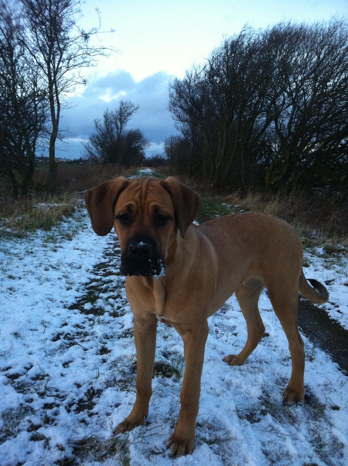 Blanding af racer Tiko ~ himmelhund 14/7-12 - 22/2-19 - Tiko med alle sine yndige hygge deller <3  billede 12