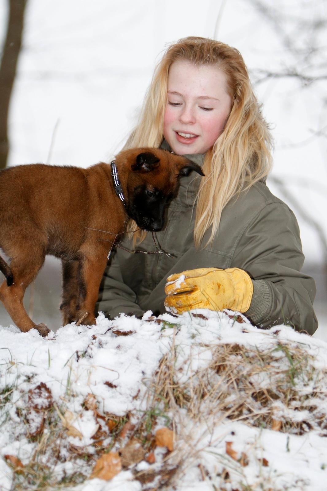 Malinois Green Basilisk`s Argos billede 14
