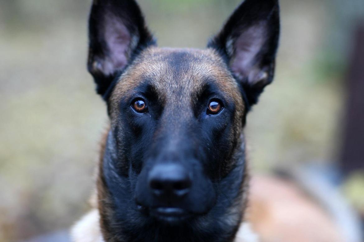 Malinois Green Basilisk`s Argos billede 3