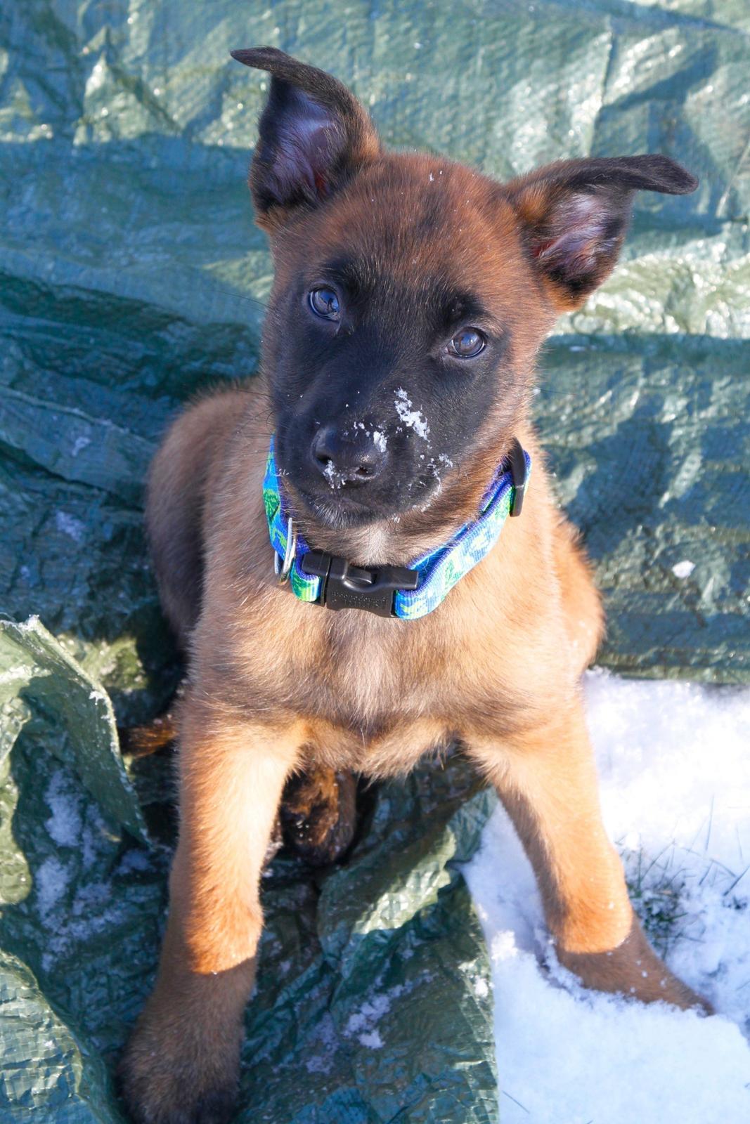 Malinois Green Basilisk`s Argos billede 17