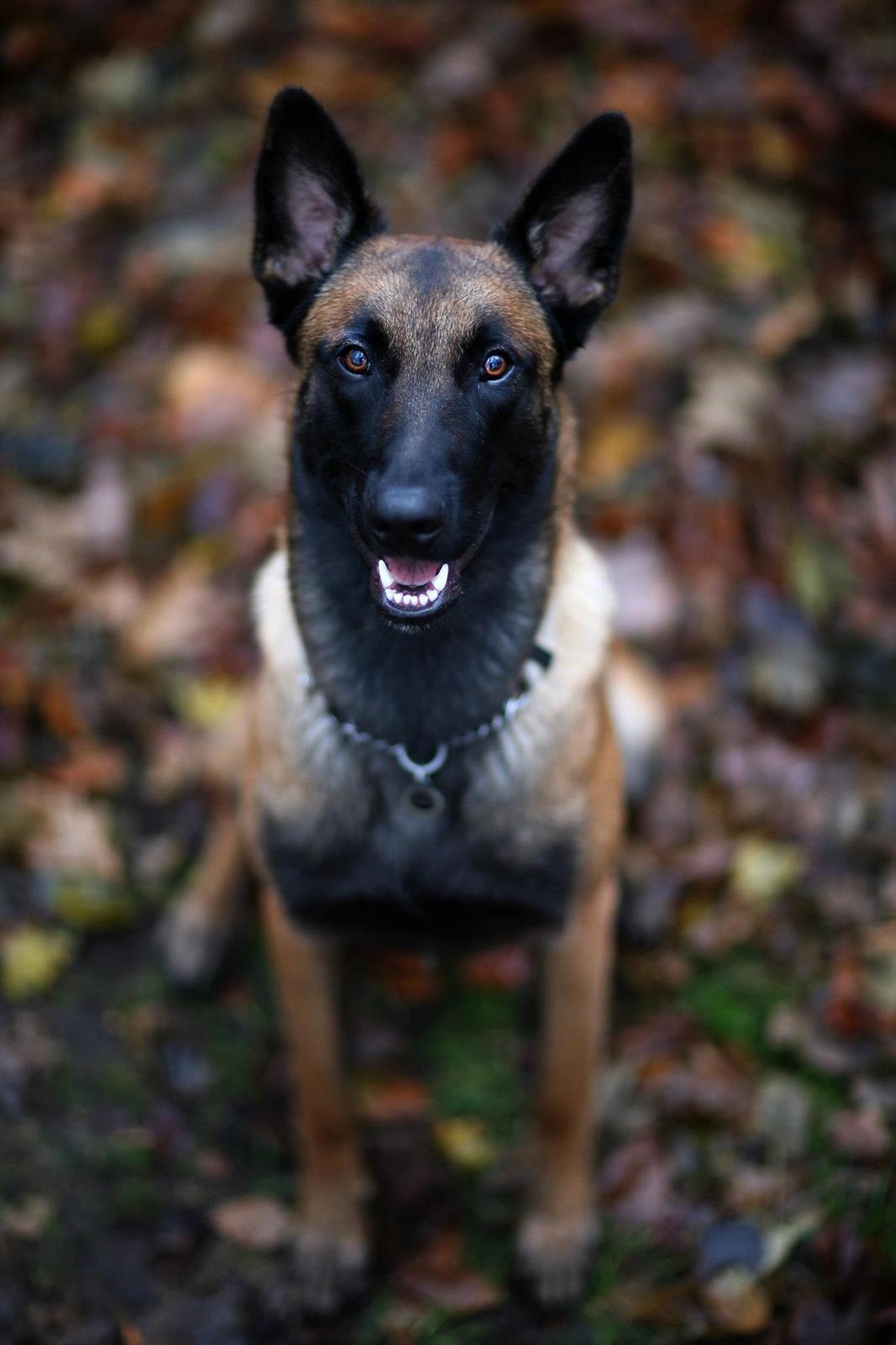 Malinois Green Basilisk`s Argos billede 5