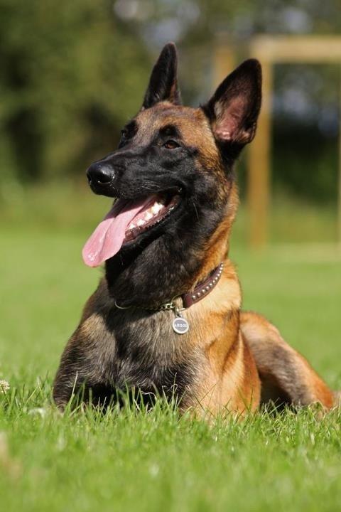 Malinois Green Basilisk`s Argos billede 6