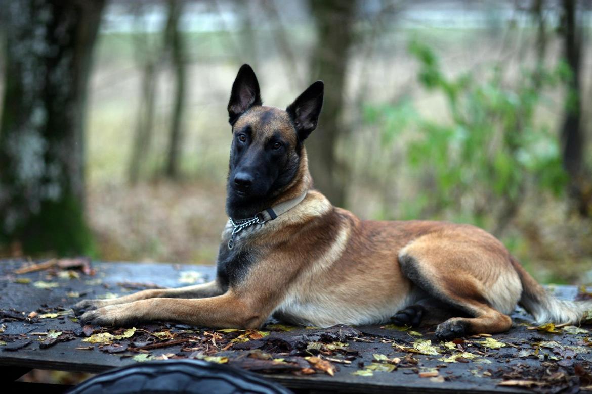 Malinois Green Basilisk`s Argos billede 7
