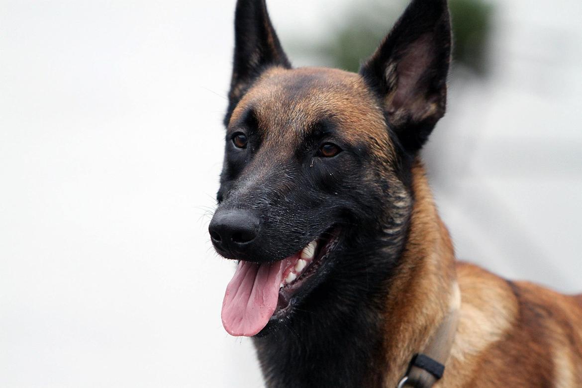 Malinois Green Basilisk`s Argos billede 9