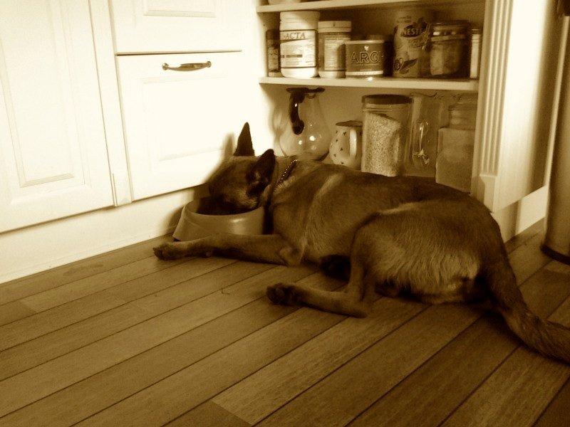 Malinois Green Basilisk`s Argos billede 19