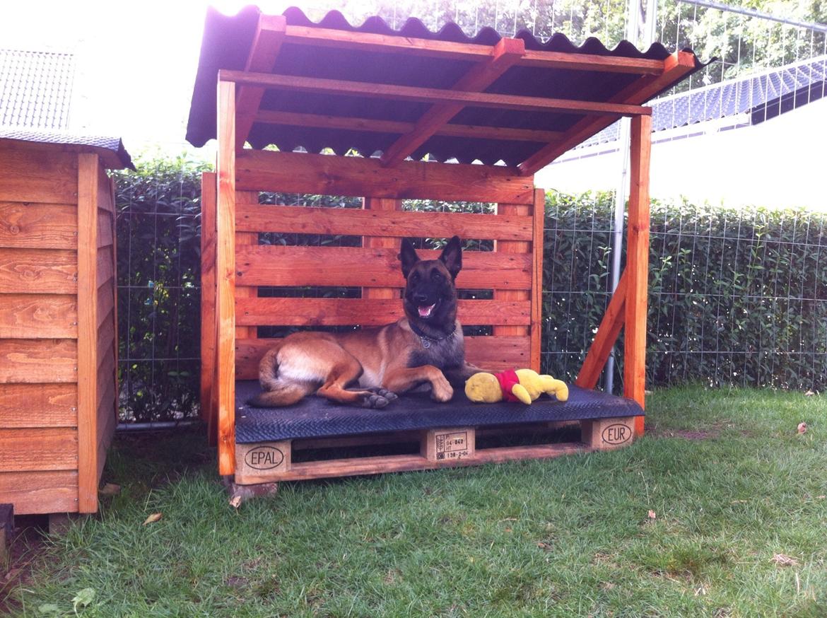 Malinois Green Basilisk`s Argos billede 16