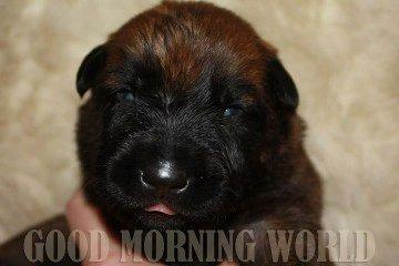 Malinois Green Basilisk`s Argos billede 11