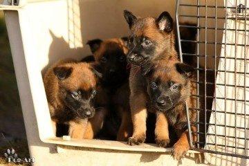 Malinois Green Basilisk`s Argos billede 12