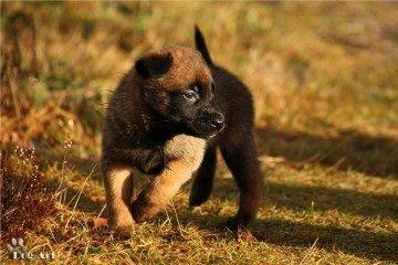 Malinois Green Basilisk`s Argos billede 13