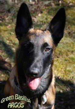 Malinois Green Basilisk`s Argos billede 8