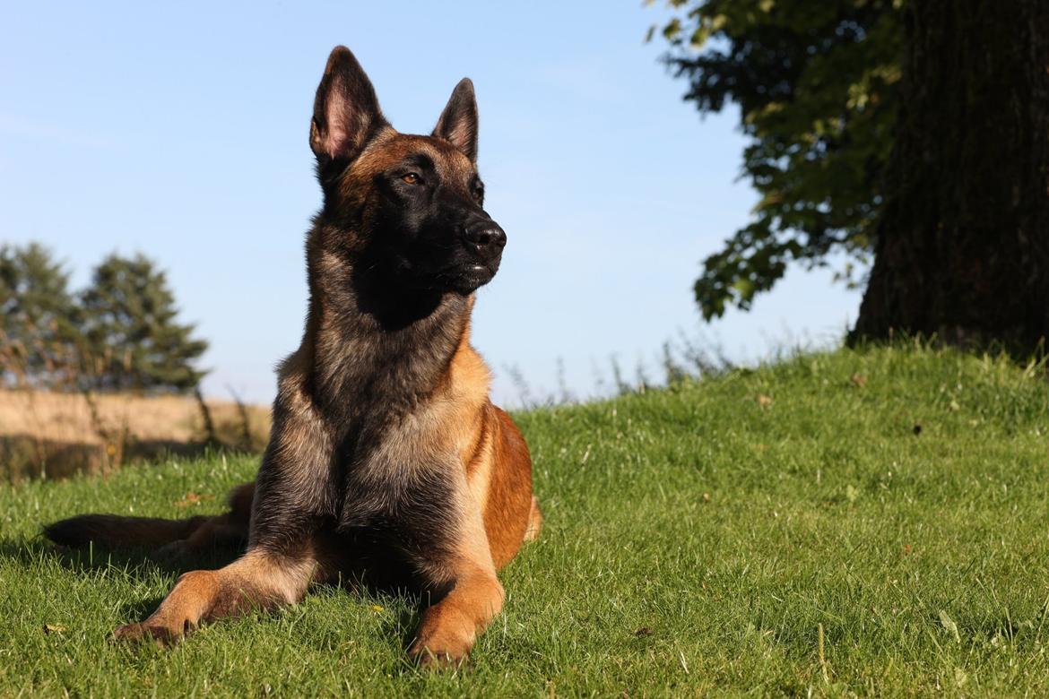Malinois Green Basilisk`s Argos billede 10