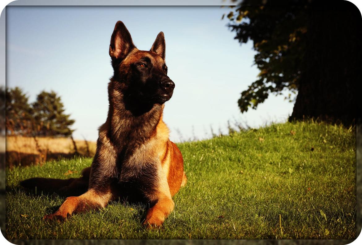 Malinois Green Basilisk`s Argos billede 1