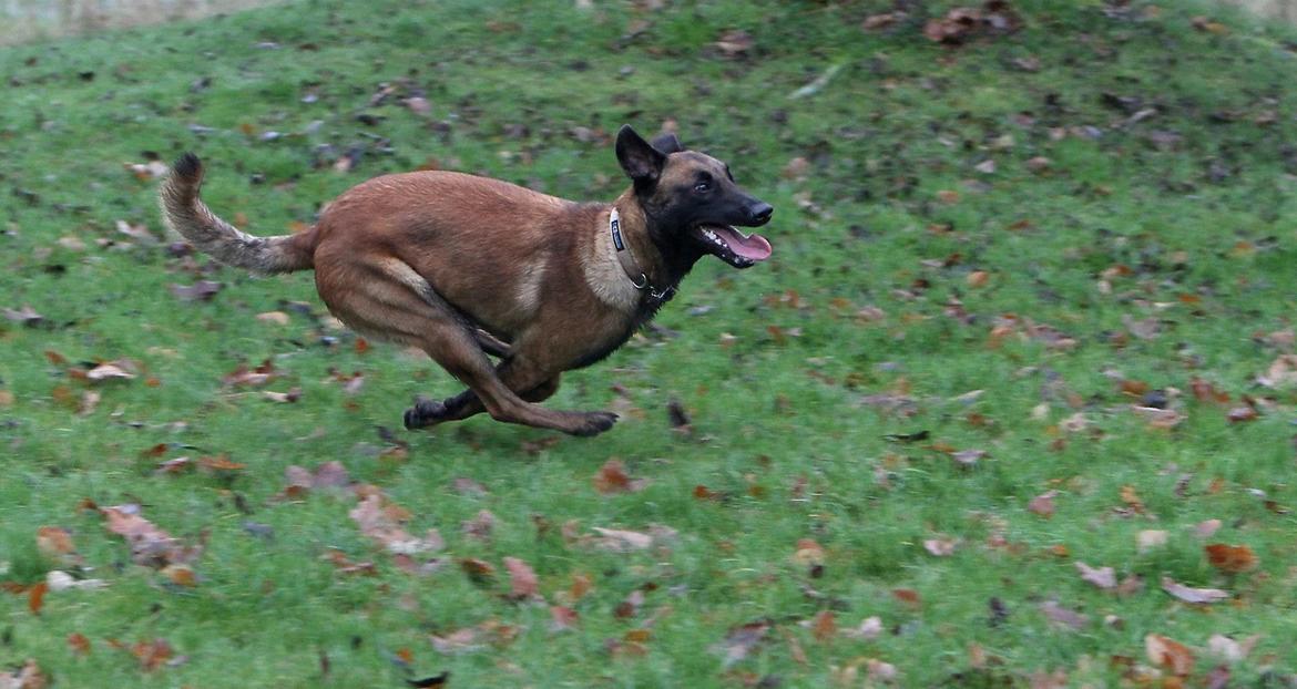Malinois Green Basilisk`s Argos billede 4