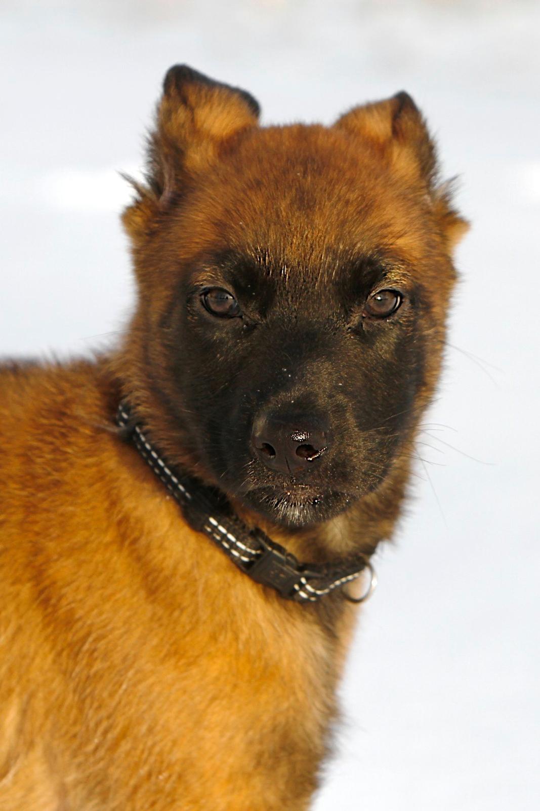 Malinois Green Basilisk`s Argos billede 15