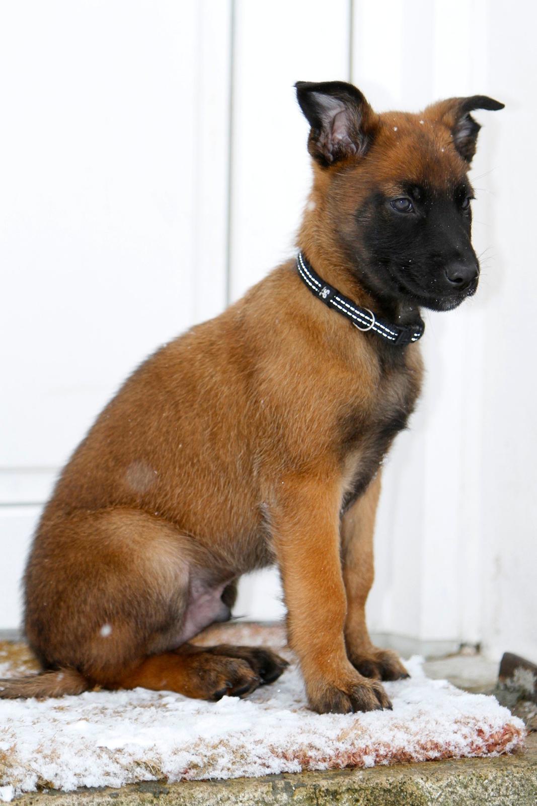 Malinois Green Basilisk`s Argos billede 18