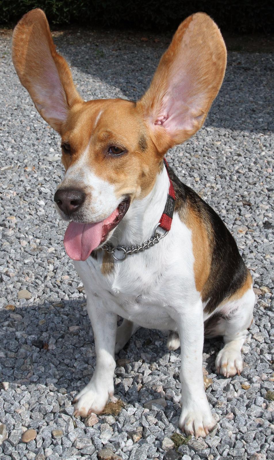 Beagle Basil billede 2