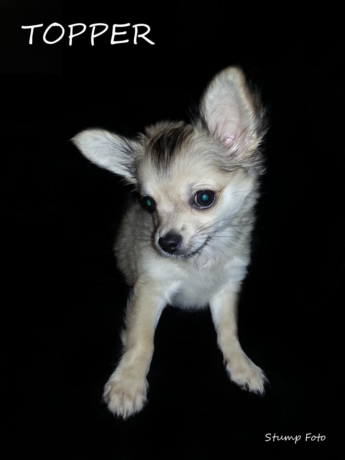 Chihuahua Topper - 2013 - Stump foto billede 4