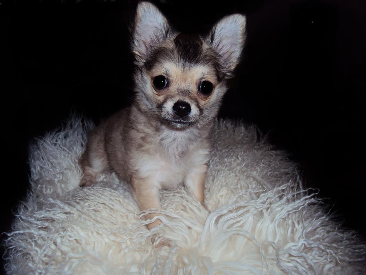 Chihuahua Topper - 2013 - Stump foto billede 2