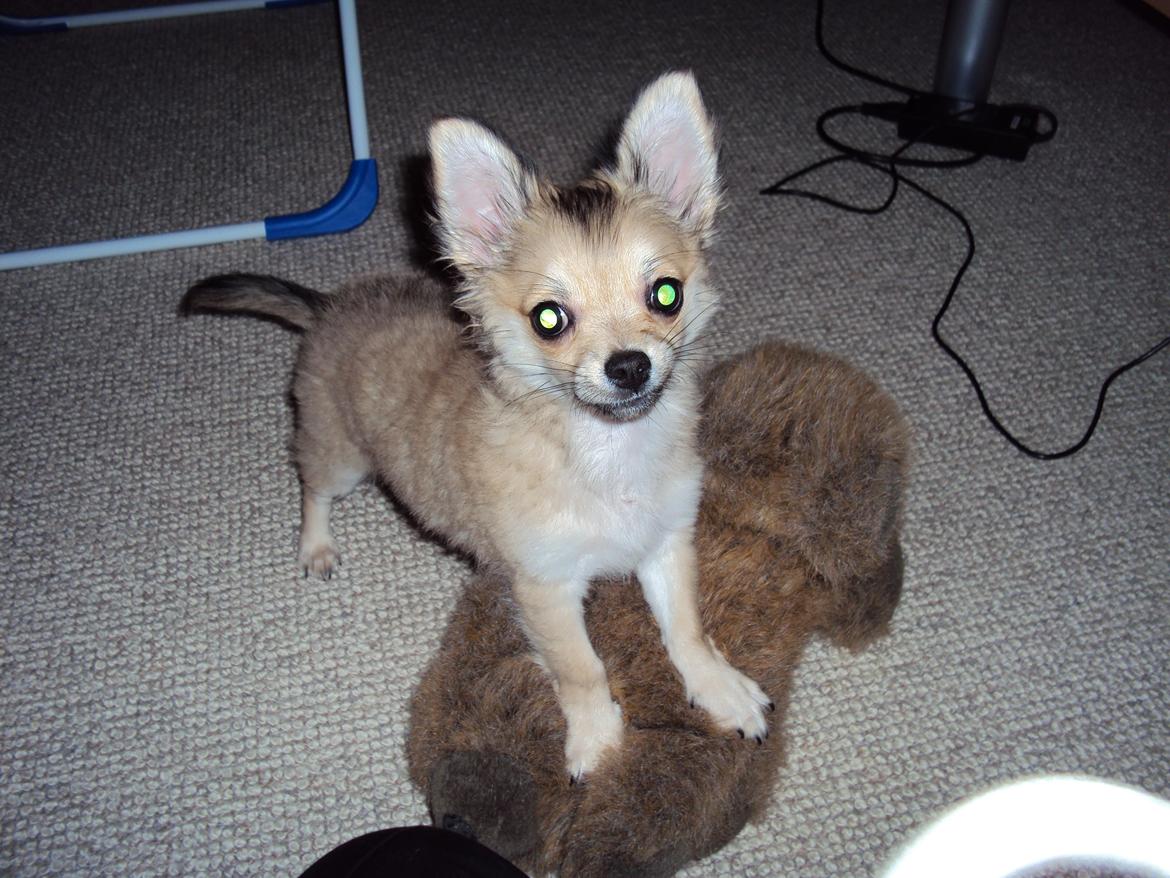 Chihuahua Topper - 2013 - Stump foto billede 3