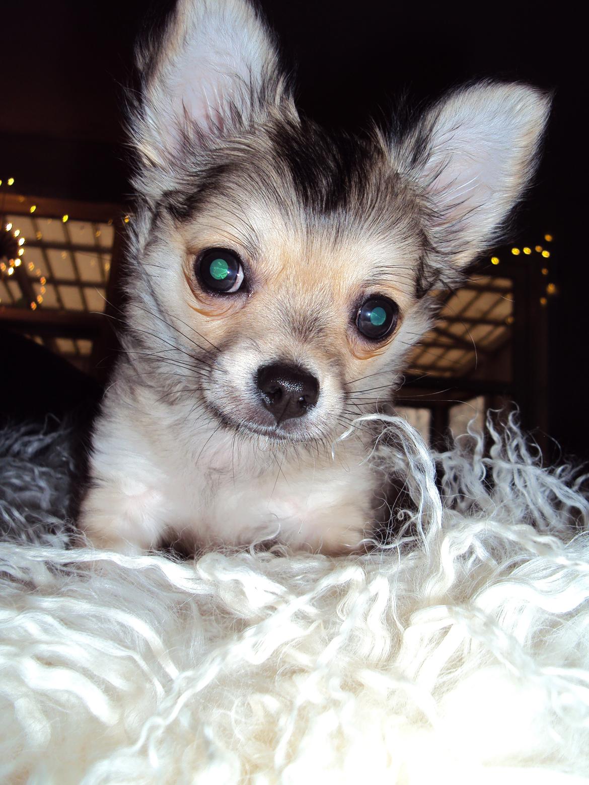 Chihuahua Topper - 2013 - Stump foto billede 5