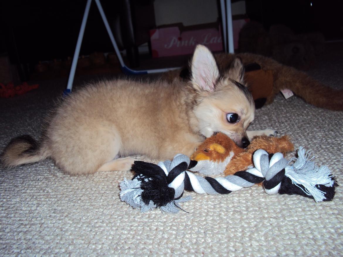 Chihuahua Topper - 2013 - Stump foto billede 6