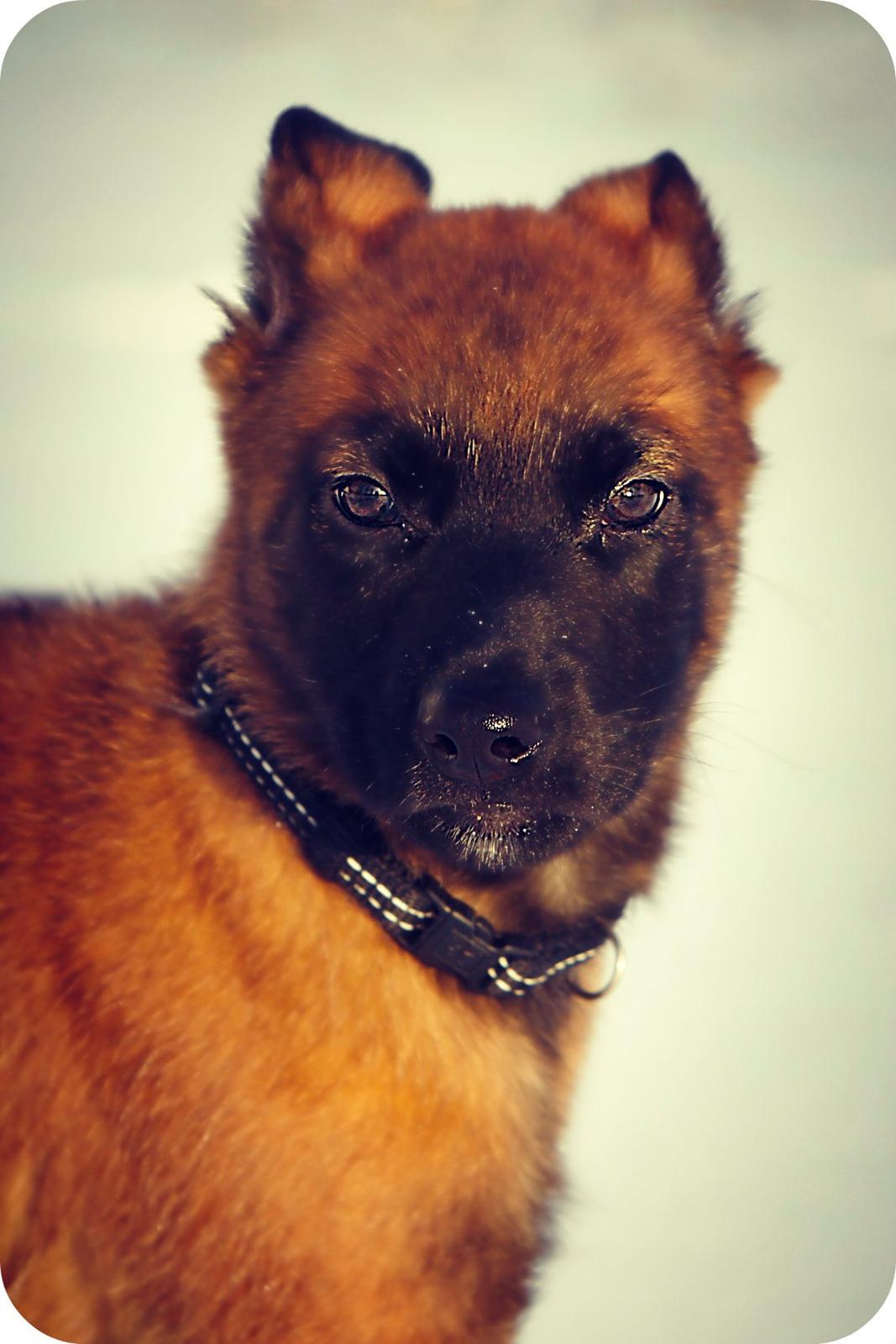 Malinois Green Basilisk`s Argos - Velkommen til Argos` Profil billede 2