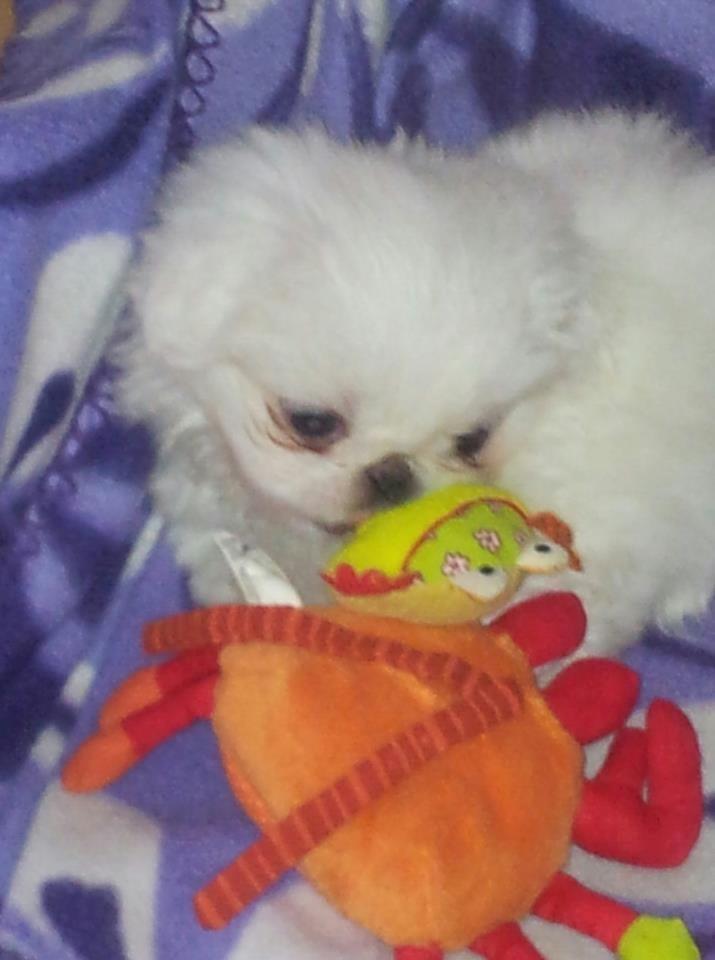 Pekingeser Diva baby - baby da hun var 10 uger gammel billede 2