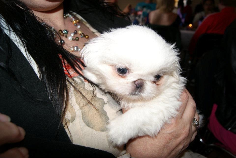 Pekingeser Diva baby - baby.. den dag jeg hentede hende hjem. billede 1