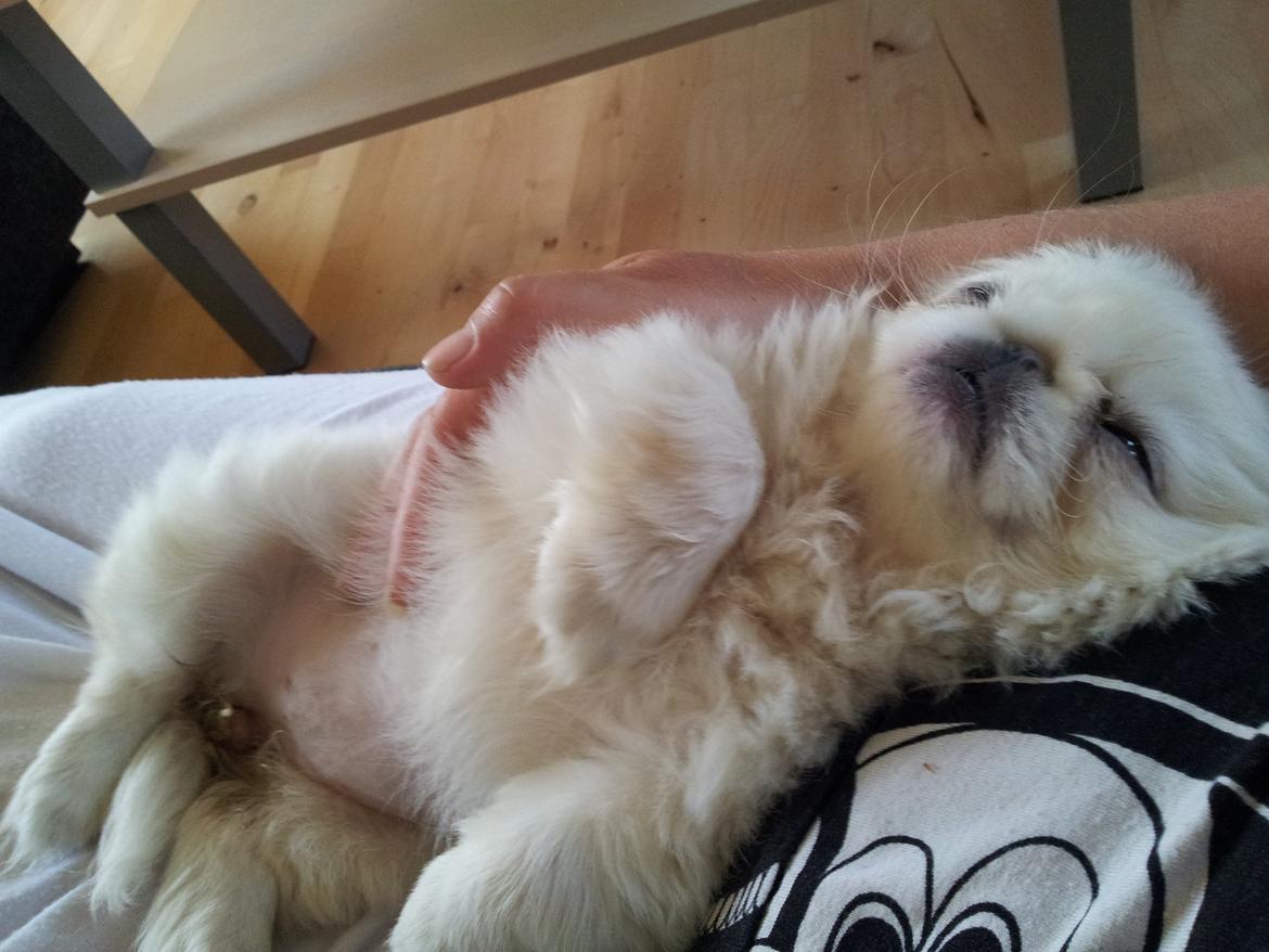 Pekingeser Diva baby - her hygger hun i min arm  billede 4