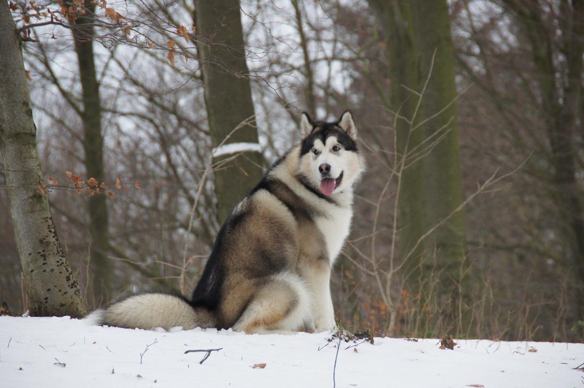 Alaskan malamute My Alaskan Final Dash (Koda) billede 17