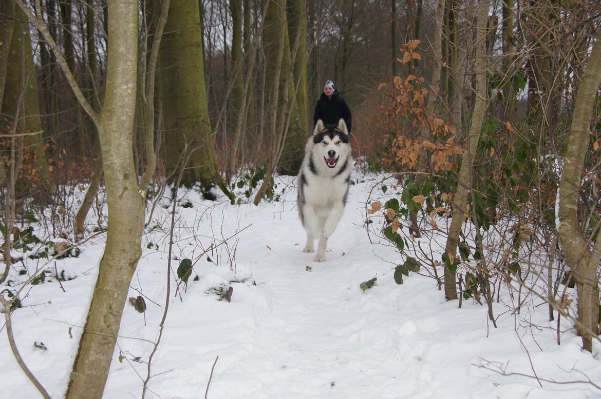 Alaskan malamute My Alaskan Final Dash (Koda) billede 18