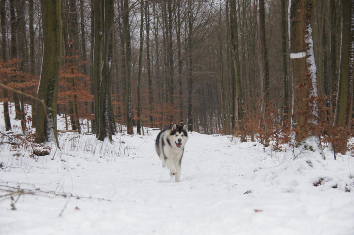 Alaskan malamute My Alaskan Final Dash (Koda) billede 19