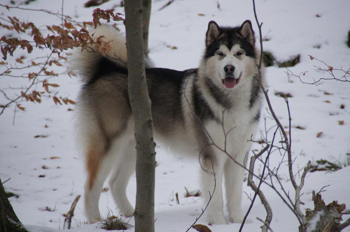 Alaskan malamute My Alaskan Final Dash (Koda) billede 2