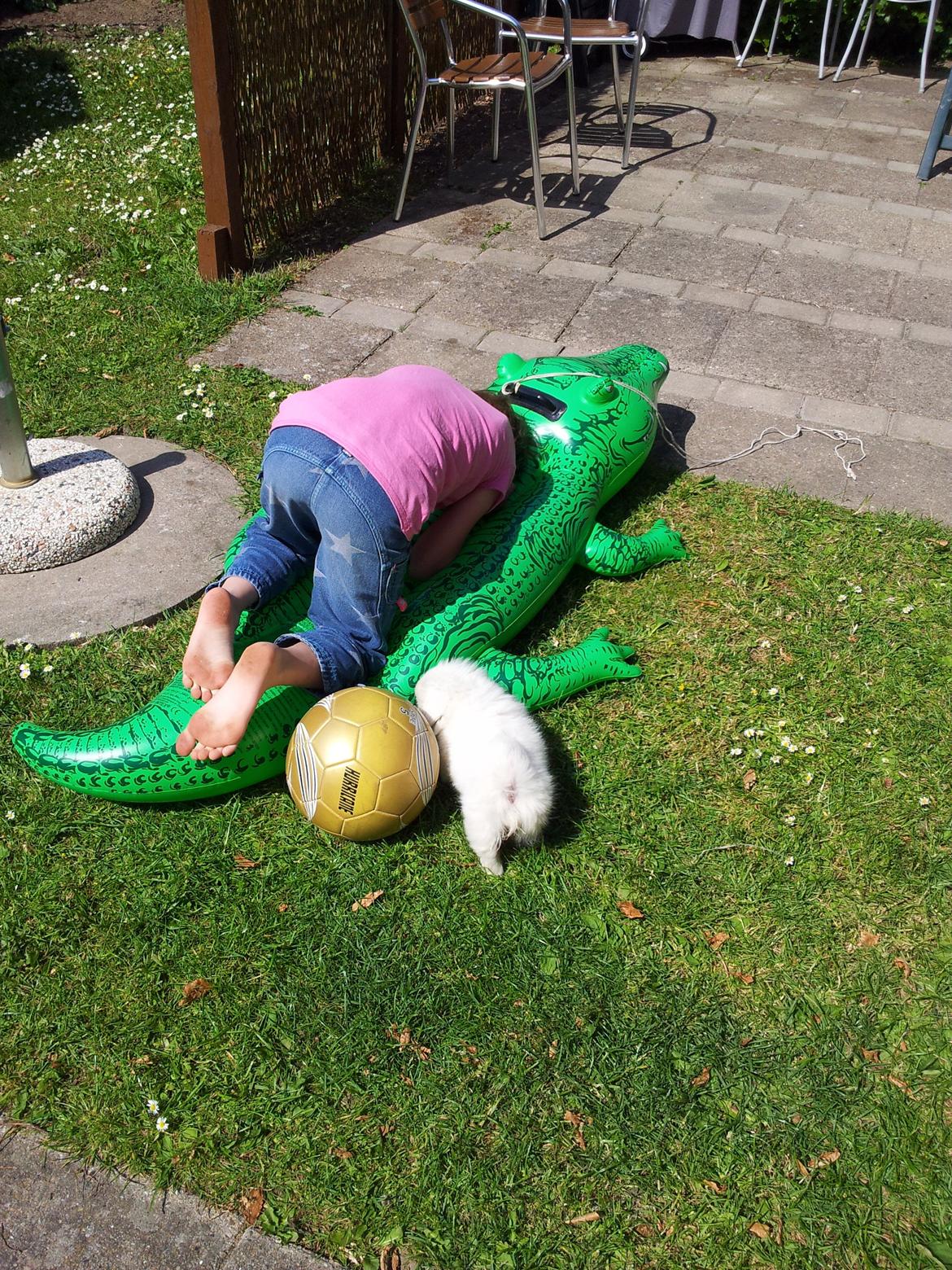 Pekingeser Diva baby - så blev det legetid med yasmin i haven billede 5