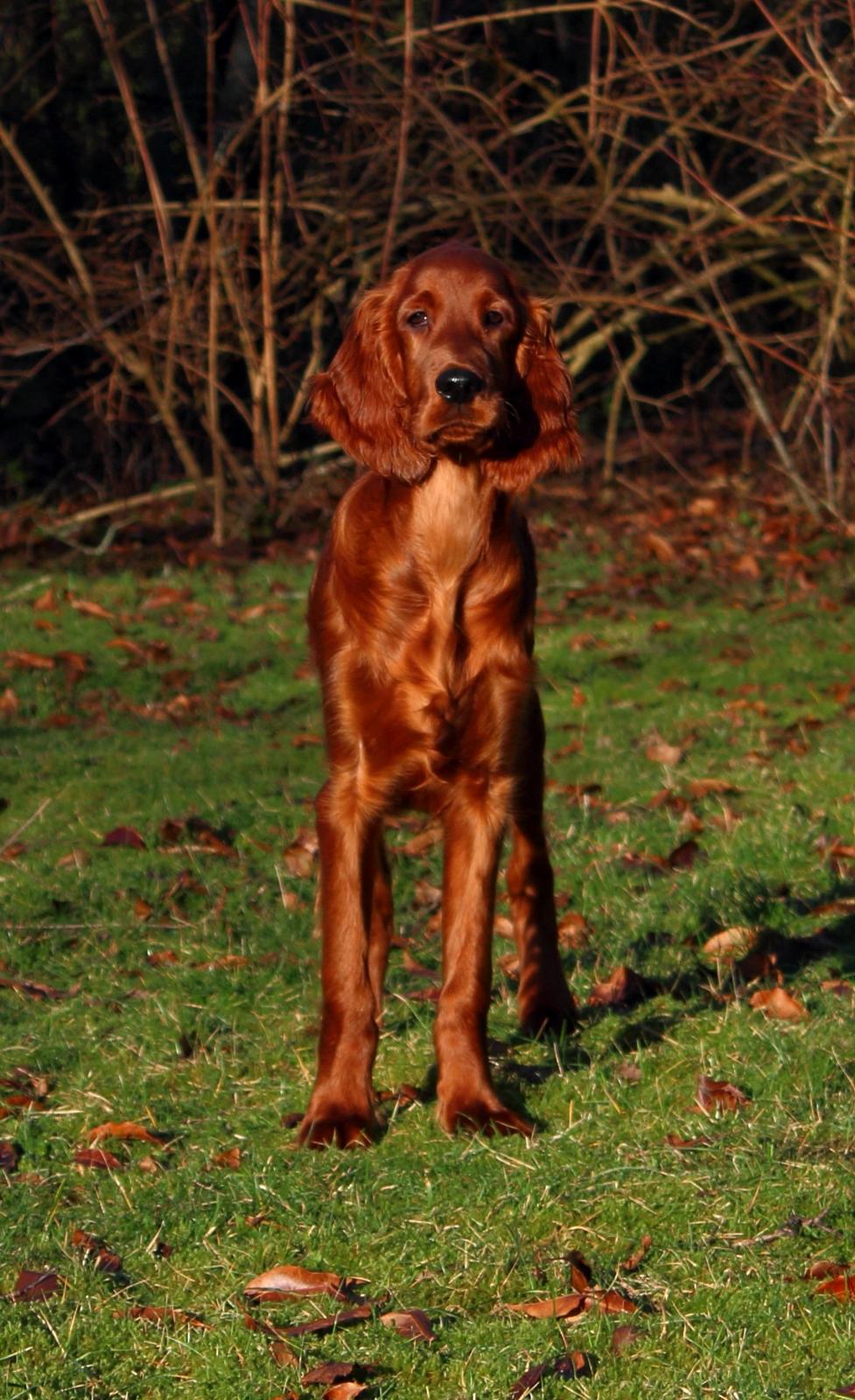 Irsk setter Cody R.F.S (run free sweetheart)  billede 20