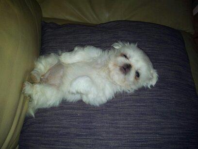 Pekingeser Diva baby - ahh tak for puden mor.. hyggetrolden er i aktion billede 6