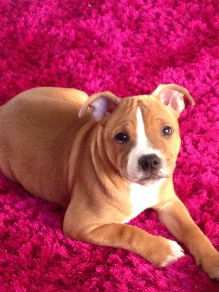 Staffordshire bull terrier Deestaff. Through Mr. Bou. Aka Brady billede 15